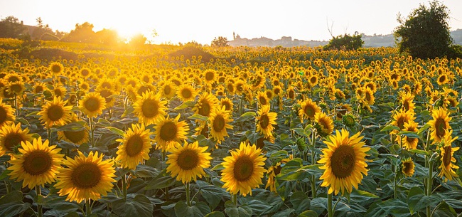 Las mejores frases sobre el sol