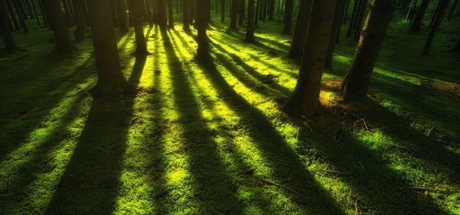 Frases sobre la naturaleza