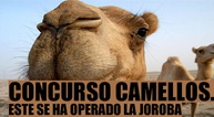 Camellos de lujo