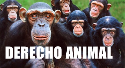 Justicia para los chimpancés